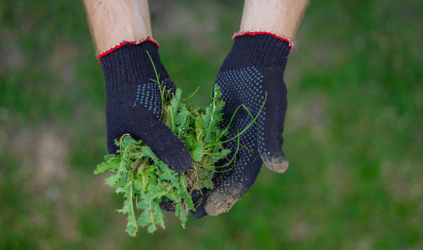 Tex-Mex Lawncare